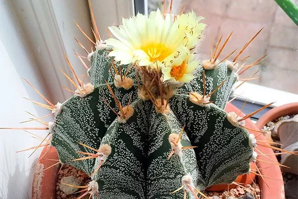 Украшенный (Ornatum) Мини кактусы41