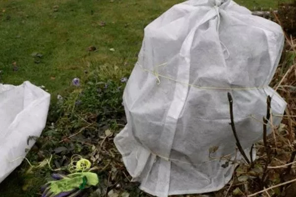 Укрытие древовидных пионов укрыть пионы перед зимовкой38