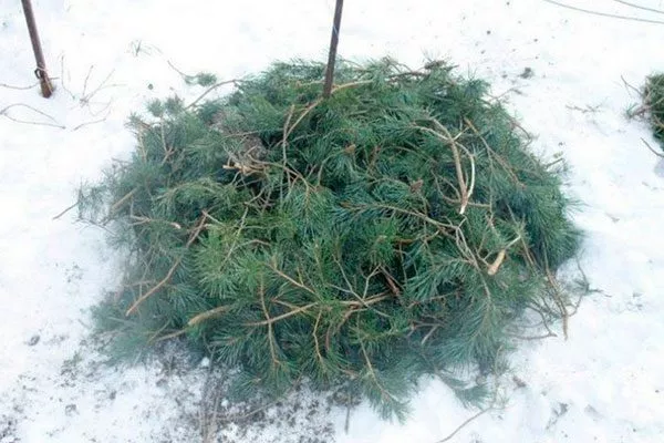 укрытие ито-гибридов шалаш из лапника укрыть пионы перед зимовкой39