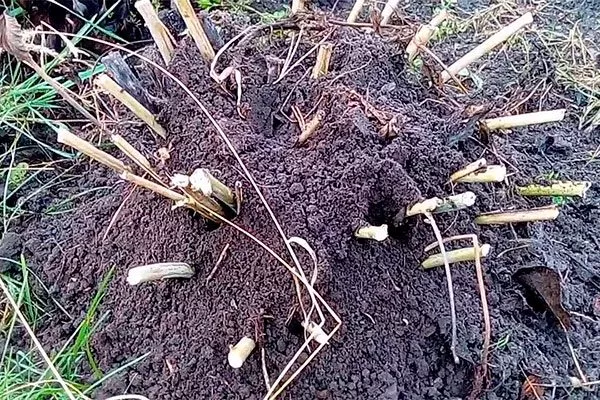 укрытие травянистых укрыть пионы перед зимовкой40