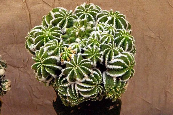 условия Азтекиум15