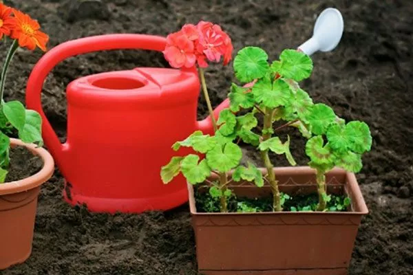 Условия содержания растений способы полива герани24
