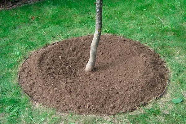 Утрамбуйте землю вокруг ствола пересадка яблони20