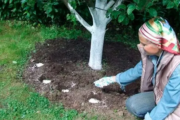 В лунки Зимовка яблони3