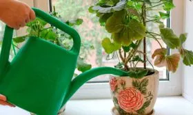 В маленьких ёмкостях субстрат пересыхает быстрее