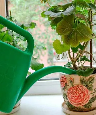 В маленьких ёмкостях субстрат пересыхает быстрее