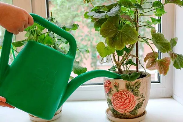 В маленьких ёмкостях субстрат пересыхает быстрее способы полива герани4