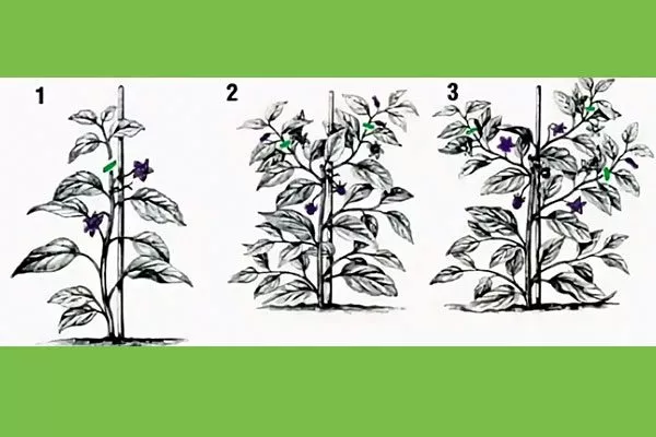 В открытом грунте Формировка баклажан4