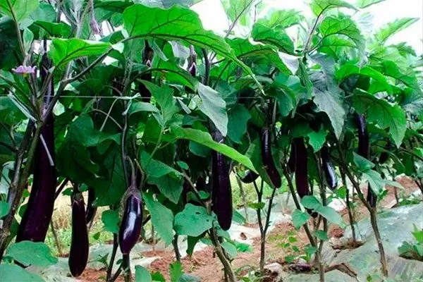 В открытом грунте2 Формировка баклажан5