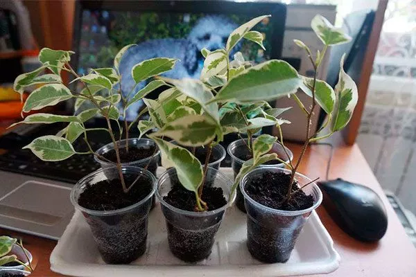 В почве Фикус бенджамина16