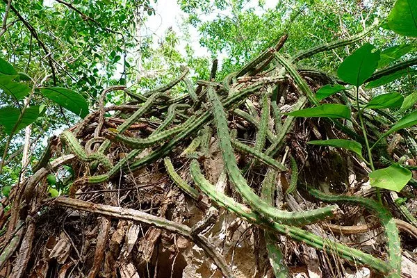 в природе Эпифитные кактусы6