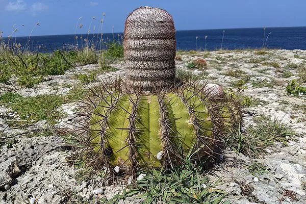 в природе Виды мелокактусов6