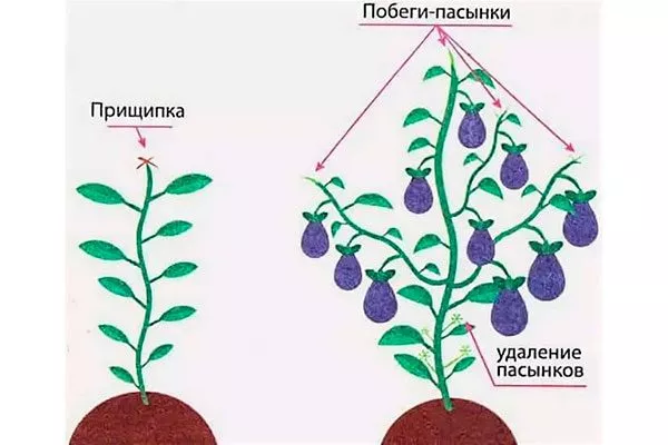 В теплице 2 Формировка баклажан6