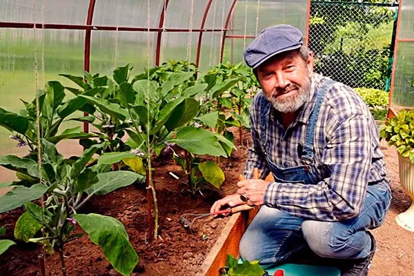 В теплице3 Формировка баклажан8