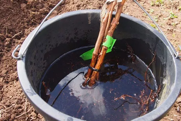 в ведре с водой на 24 часа пересадка яблони9