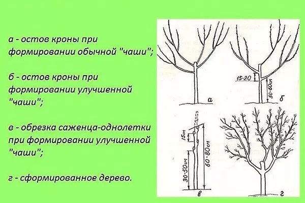 В виде чаши крона яблони3