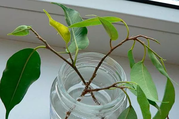 В воде Фикус бенджамина15