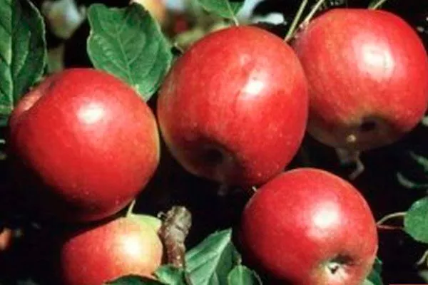 Вагнер Яблоня на шпалере4