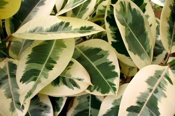 Вариегатность