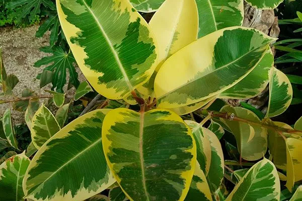 Вариегатные фикусы11