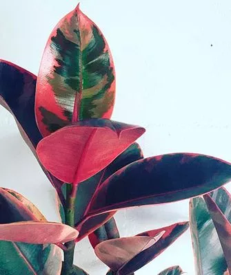 Вариегатные фикусы12