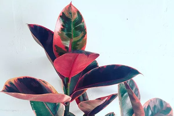 Вариегатные фикусы12