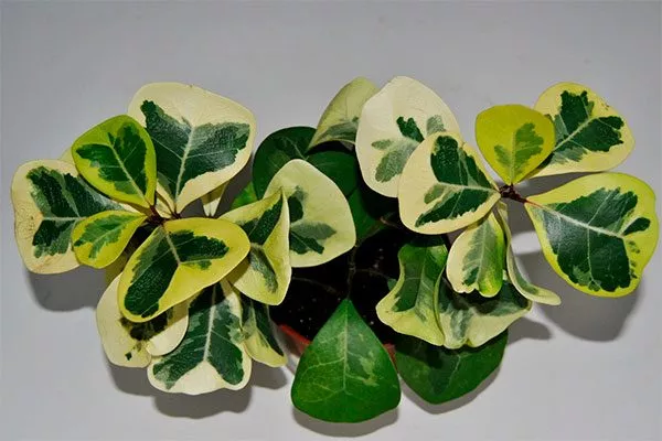 Вариегатные фикусы33