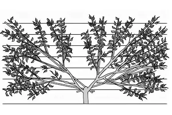 Веерная пальметта крона яблони4