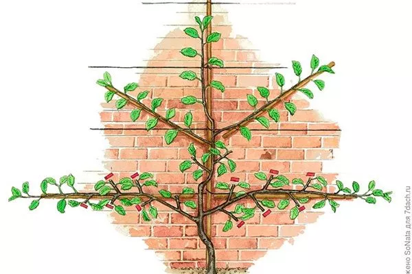 Веерная пальметта Яблоня на шпалере5