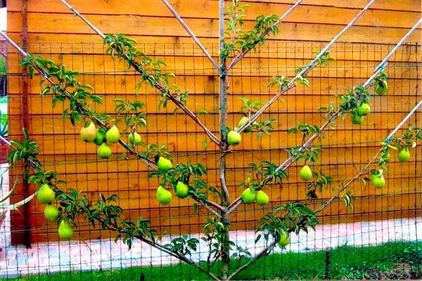 Веерная пальметта1 крона яблони5