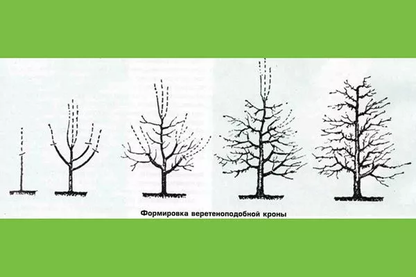 веретено крона яблони6