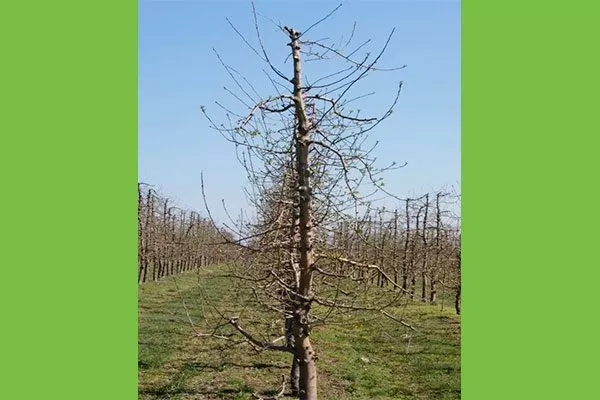 веретено1 крона яблони7