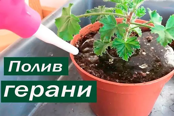 Верхний способы полива герани5
