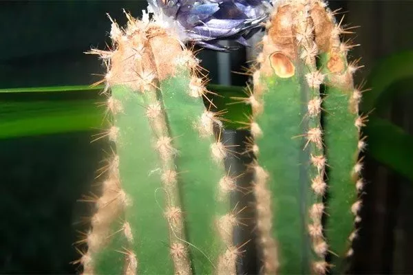 верхушка подгнила или пострадала от вредителей