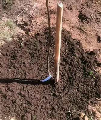 весной Посадка яблони9