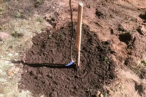 весной Посадка яблони9