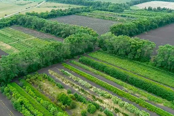 Ветроломные линии органическое садоводство2