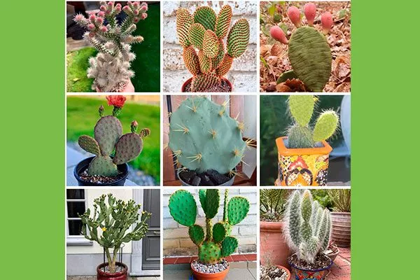 виды Опунция описание4