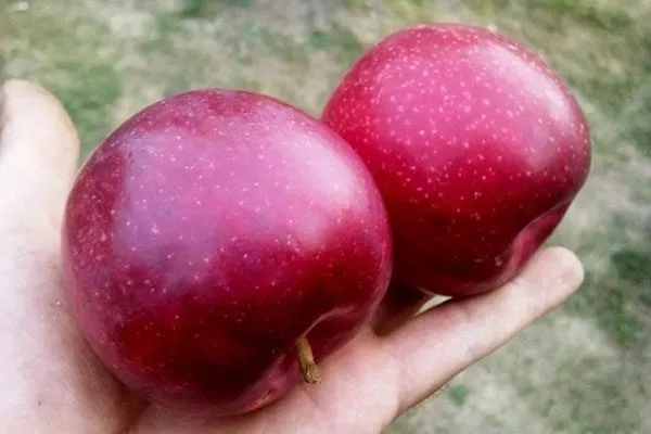 Вильямс прайд Посадка яблони10