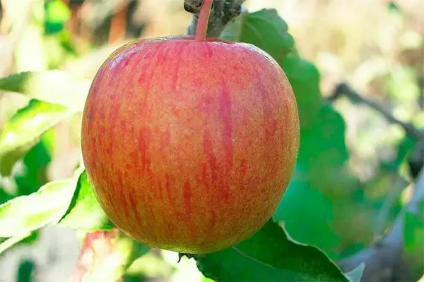 Винное Посадка яблони11