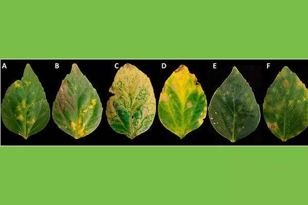 Вирусные заболевания