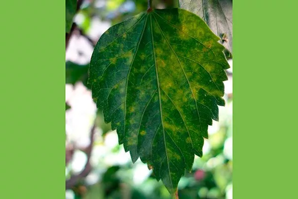 Вирусные заболевания2