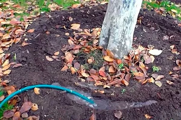 Влагозарядный полив Зимовка яблони4