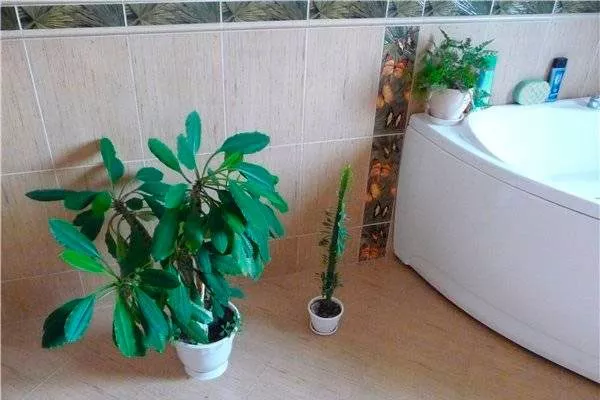 Влажные помещения правила перемещения фикуса1