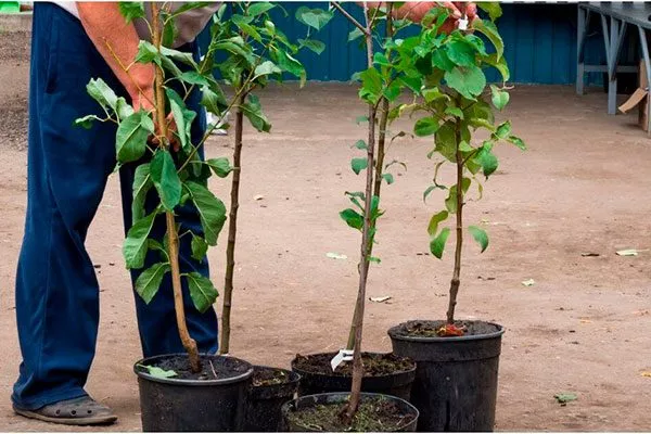 Внешние признаки хорошего посадочного материала 2 Выбор саженца2