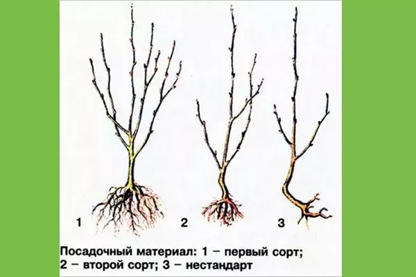 Внешние признаки хорошего посадочного материала Выбор саженца3