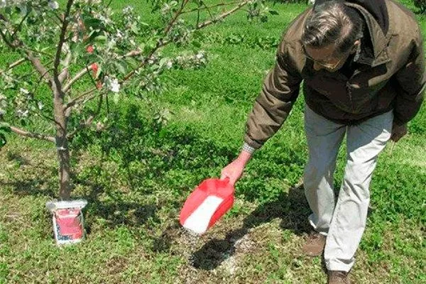 вносите питательные вещества крона яблони8