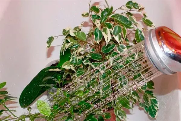 Водные процедуры под душем Очистка пыли4