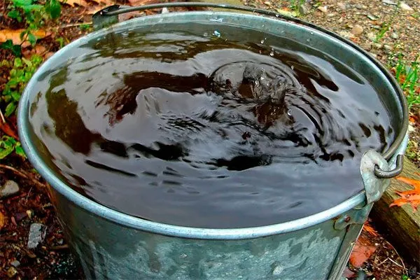 воды — 10 л укрыть пионы перед зимовкой7