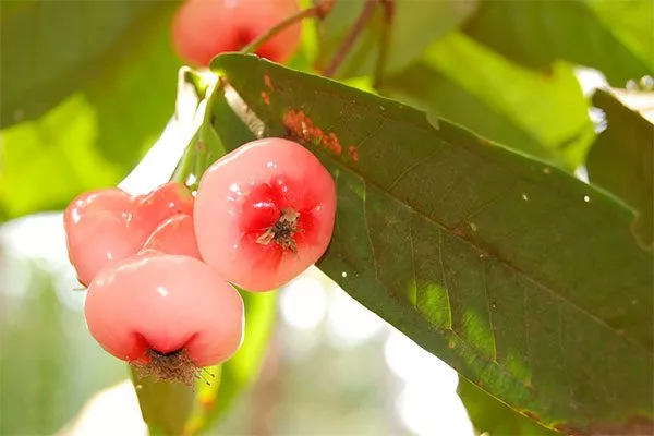 водяное яблоко 2 сорта яблок с необычной формой1
